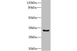 Western blot All lanes: CLEC1A antibody at 6 μg/mL + Mouse thymus tissue Secondary Goat polyclonal to rabbit IgG at 1/10000 dilution Predicted band size: 32 kDa Observed band size: 32 kDa (CLEC1A Antikörper  (AA 74-280))