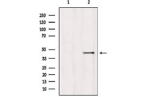 Western blot analysis of extracts from 293, using HOMER1 Antibody. (HOMER1 Antikörper  (Internal Region))