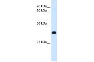 WB Suggested Anti-Antp Antibody Titration:  0.