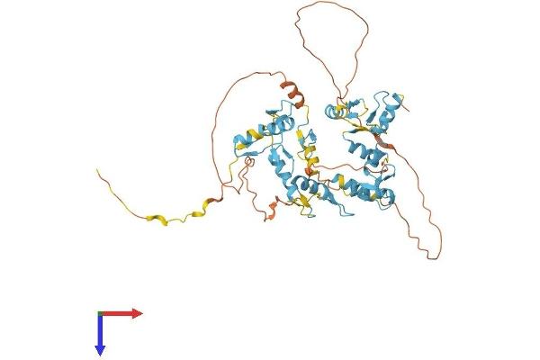 FIZ1 Protein (AA 1-500) (His tag)