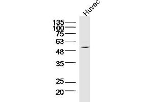 Lane 1: Huvec lysates probed with TNFAIP5 Polyclonal Antibody, Unconjugated  at 1:300 overnight at 4˚C.