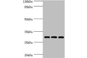 Western blot All lanes: SPIN1 antibody at 1. (Spindlin 1 Antikörper  (AA 1-262))