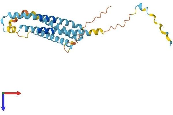 LAPTM4A Protein (AA 1-233) (His tag)