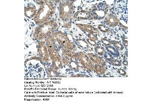 Human kidney (MAP3K7CL Antikörper  (C-Term))