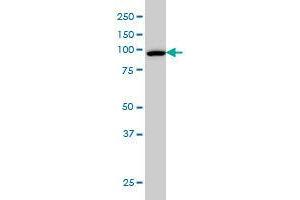 Image no. 1 for anti-CSE1 Chromosome Segregation 1-Like (CSE1L) (AA 872-972) antibody (ABIN465994) (Exportin 2 Antikörper  (AA 872-972))