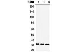 Western blot analysis of RAD1 expression in A549 (A), Raw264.