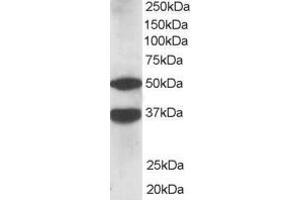 Western Blotting (WB) image for anti-Protein Kinase C and Casein Kinase Substrate in Neurons 1 (PACSIN1) (N-Term) antibody (ABIN2465262) (PACSIN1 Antikörper  (N-Term))
