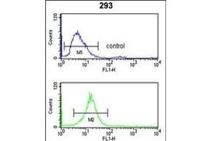 RFC3 Antibody (Center) (ABIN389382 and ABIN2839477) flow cytometry analysis of 293 cells (bottom histogram) compared to a negative control cell (top histogram).