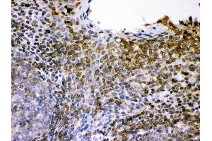 Anti- CD62L Picoband antibody, IHC(P) IHC(P): Human Tonsil Tissue (L-Selectin Antikörper  (AA 39-372))