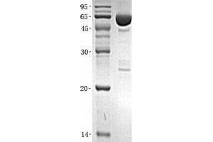 Validation with Western Blot