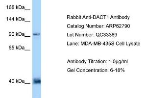 Western Blotting (WB) image for anti-Dapper, Antagonist of beta-Catenin, Homolog 1 (DACT1) (N-Term) antibody (ABIN2789247) (DACT1 Antikörper  (N-Term))