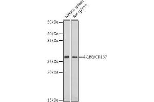 Western blot analysis of extracts of various cell lines, using 4-1BB/CD137 antibody (ABIN7271073) at 1:1000 dilution. (CD137 Antikörper  (AA 150-250))