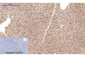 Immunohistochemical analysis of paraffin-embedded mouse liver tissue. (Cadherin 5 Antikörper  (Internal Region))