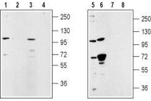 Western blot analysis of rat lung membrane (lanes 1 and 2), rat testes (lanes 3 and 4), mouse ms1 pancreas cells (lanes 5 and 7) and human LNCaP prostate cell (lanes 6 and 8) lysates: - 1,3,5,6. (TRPM5 Antikörper  (Intracellular, N-Term))