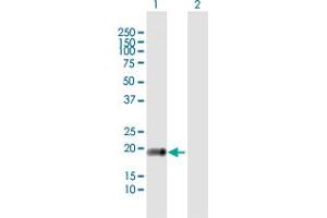Western Blot analysis of CLDN14 expression in transfected 293T cell line by CLDN14 MaxPab polyclonal antibody. (CLDN14 Antikörper  (AA 1-239))
