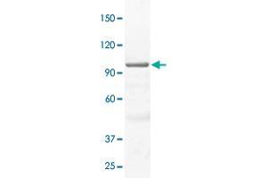 The whole cell lysate derived from A-431 was immunoblotted by STAT3 polyclonal antibody  at 1 : 500. (STAT3 Antikörper)