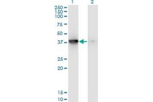 Western Blot analysis of MAPKAPK3 expression in transfected 293T cell line by MAPKAPK3 monoclonal antibody (M01), clone 3F4. (MAPKAP Kinase 3 Antikörper  (AA 272-382))
