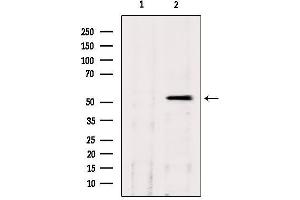 Western blot analysis of extracts from hepg2, using CLU Antibody. (Clusterin Antikörper  (Internal Region))