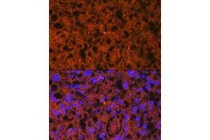 Immunofluorescence analysis of mouse placenta using PLGF Rabbit mAb (ABIN7269384) at dilution of 1:100 (40x lens). (PLGF Antikörper)