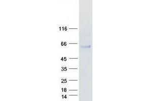Western Blotting (WB) image for Heat Shock Protein 70kDa Family, Member 13 (HSPA13) protein (Myc-DYKDDDDK Tag) (ABIN2723097)