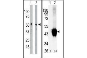 (LEFT)The anti-BCKDK Pab is used in Western blot to detect BCKDK in mouse intestine tissue lysate (Lane 1) and Hela cell lysate (Lane 2). (BCKDK Antikörper  (C-Term))
