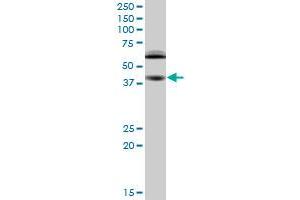 Western Blotting (WB) image for anti-Ring Finger Protein 1 (RING1) (AA 81-171) antibody (ABIN961335) (RING1 Antikörper  (AA 81-171))