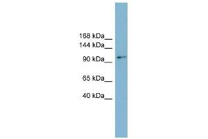 Cyclin M2 antibody used at 1 ug/ml to detect target protein.
