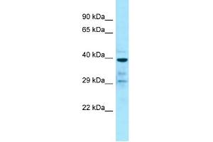 Western Blotting (WB) image for anti-G Protein-Coupled Receptor 68 (GPR68) (C-Term) antibody (ABIN2789837) (GPR68 Antikörper  (C-Term))
