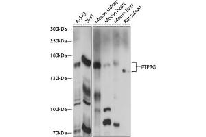 Western blot analysis of extracts of various cell lines, using PTPRG antibody (ABIN7269709) at 1:1000 dilution. (PTPRG Antikörper  (AA 250-450))