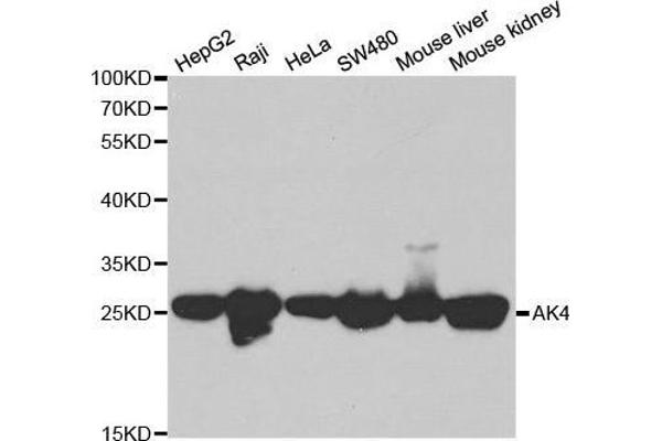 AK4 Antikörper  (AA 1-223)
