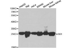 Western blot analysis of extracts of various cell lines, using AK4 antibody. (AK4 Antikörper  (AA 1-223))