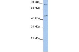 Western Blotting (WB) image for anti-Polymerase (DNA Directed) kappa (POLK) antibody (ABIN2459231) (POLK Antikörper)
