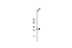 Anti-USE1 Antibody (N-term) at 1:2000 dilution + Jurkat whole cell lysate Lysates/proteins at 20 μg per lane.