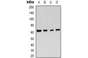 Western blot analysis of AMPK alpha 1 expression in Hela (A), 293T (B), NIH3T3 (C), PC12 (D) whole cell lysates. (PRKAA1 Antikörper)