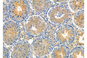ABIN6264219 and ABIN6279663 at 1/100 staining Mouse testis tissue by IHC-P. (PIK3R6 Antikörper  (C-Term))