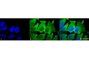 Immunocytochemistry/Immunofluorescence analysis using Mouse Anti-Hsc70 (Hsp73) Monoclonal Antibody, Clone 1F2-H5 . (Hsc70 Antikörper  (Atto 390))