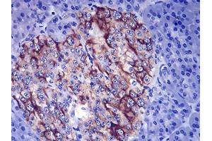 Immunohistochemical analysis of paraffin-embedded pancreas tissues using TSHB mouse mAb with DAB staining.