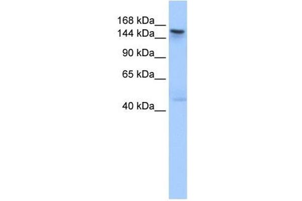 TEX14 Antikörper  (C-Term)