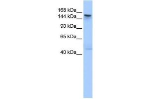 TEX14 antibody used at 1 ug/ml to detect target protein.