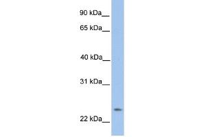 WB Suggested Anti-ORAI1 Antibody Titration:  0. (ORAI1 Antikörper  (N-Term))