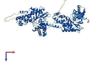 Hexokinase 1 Protein (HK1) (AA 1-974) (His tag)