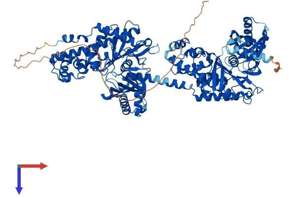 Hexokinase 1 Protein (HK1) (AA 1-974) (His tag)