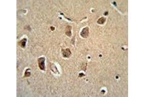 Serpinh1 antibody immunohistochemistry analysis with formalin fixed and paraffin embedded human brain tissue.