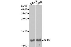 Western Blotting (WB) image for anti-Glutaredoxin 1 (GRX1) antibody (ABIN1876503) (Glutaredoxin 1 Antikörper)