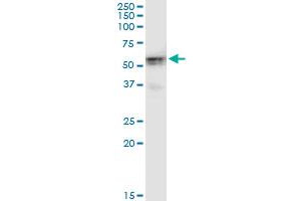 HKDC1 antibody  (AA 1-427)