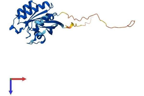 Rab5c Protein (AA 1-216) (His tag)