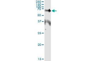 Immunoprecipitation of EPOR transfected lysate using anti-EPOR monoclonal antibody and Protein A Magnetic Bead , and immunoblotted with EPOR MaxPab rabbit polyclonal antibody. (EPOR Antikörper  (AA 31-130))