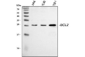 Western blot analysis of BCL2 using anti-BCL2 antibody (ABIN5693065). (Bcl-2 Antikörper  (AA 118-165))