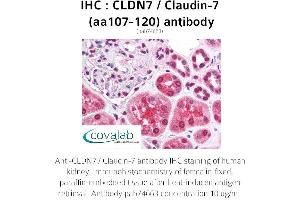 Image no. 1 for anti-Claudin 7 (CLDN7) (AA 107-120) antibody (ABIN1733153) (Claudin 7 Antikörper  (AA 107-120))