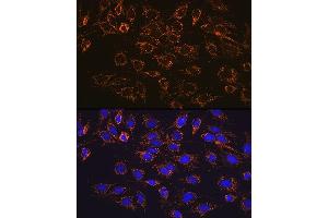 Immunofluorescence analysis of C6 cells using  Rabbit mAb (1217) at dilution of 1:100 (40x lens). (ATP5A1 Antikörper)